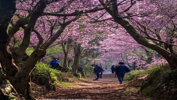 京都岚山竹林旁樱花盛开直播画面，摄影师正在实时记录亚洲春色最美瞬间